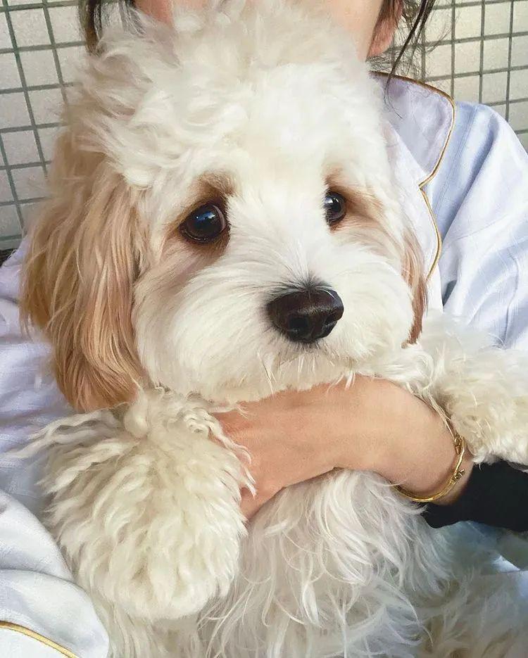 这是骑士比熊犬这颜值也太太太好看了吧