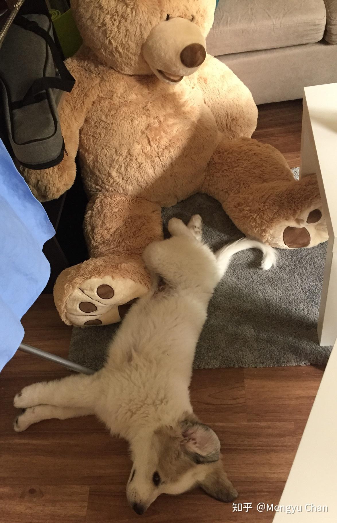 大白熊犬阿棉的日常