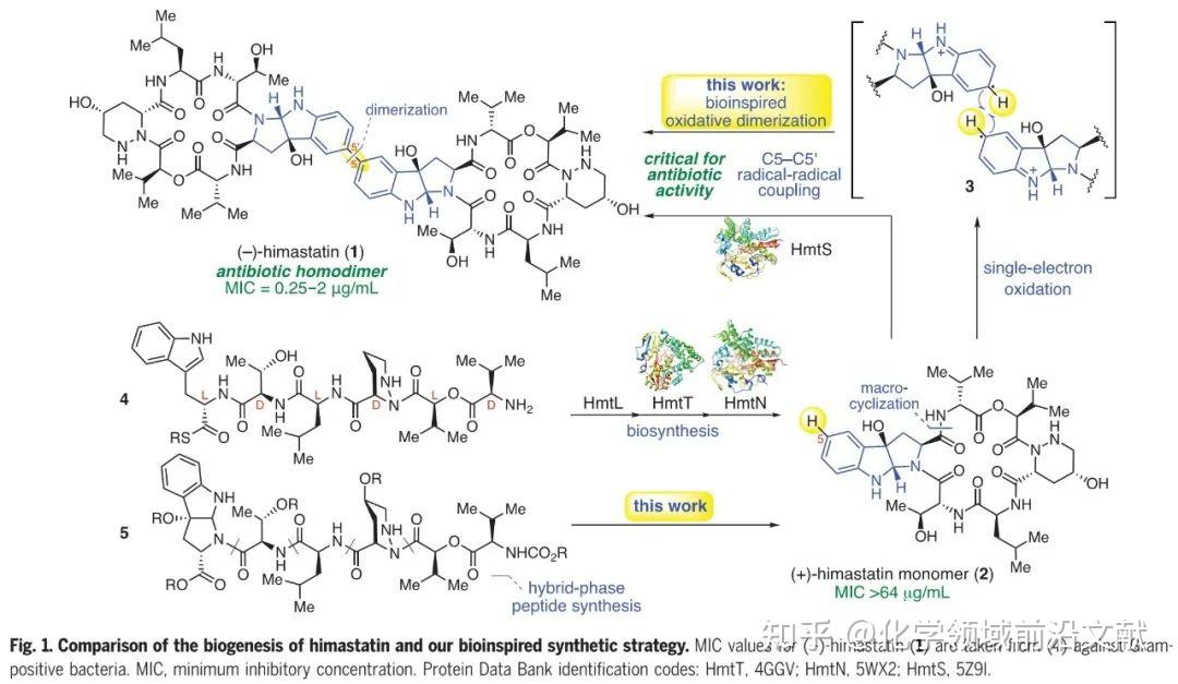 Science：Himastatin及其衍生物的仿生二聚全合成和抗菌活性研究 - 知乎