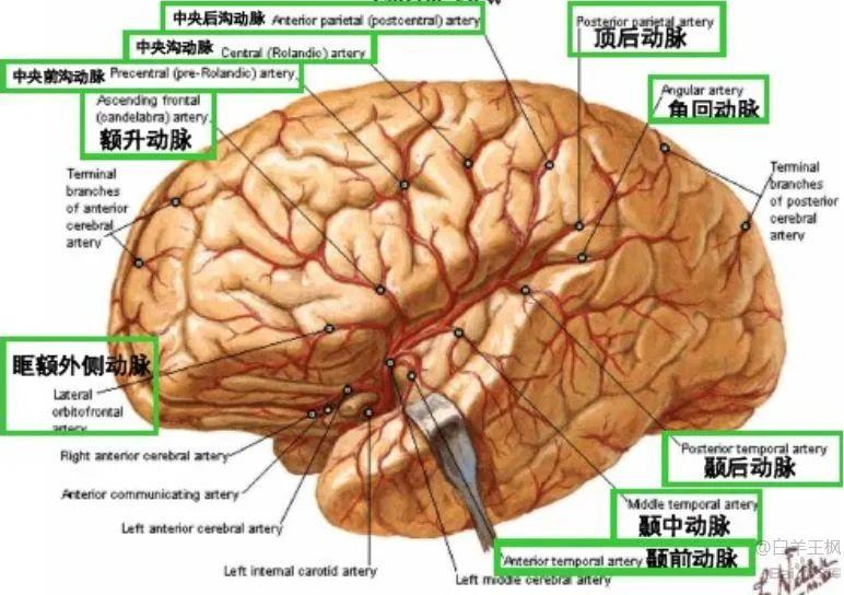 【推荐】颞叶 解剖、血供及影像 - 知乎