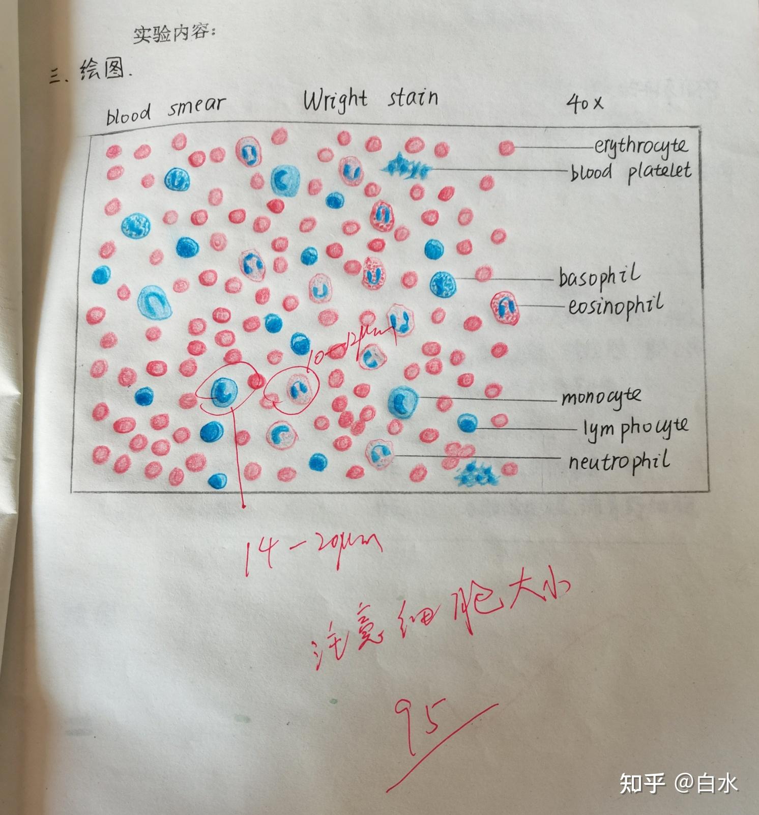 組胚紅藍鉛筆繪圖