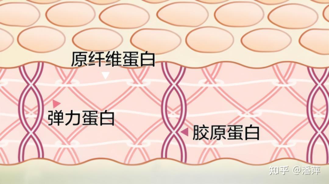 你不知道的三型胶原蛋白垮脸都是因为ta