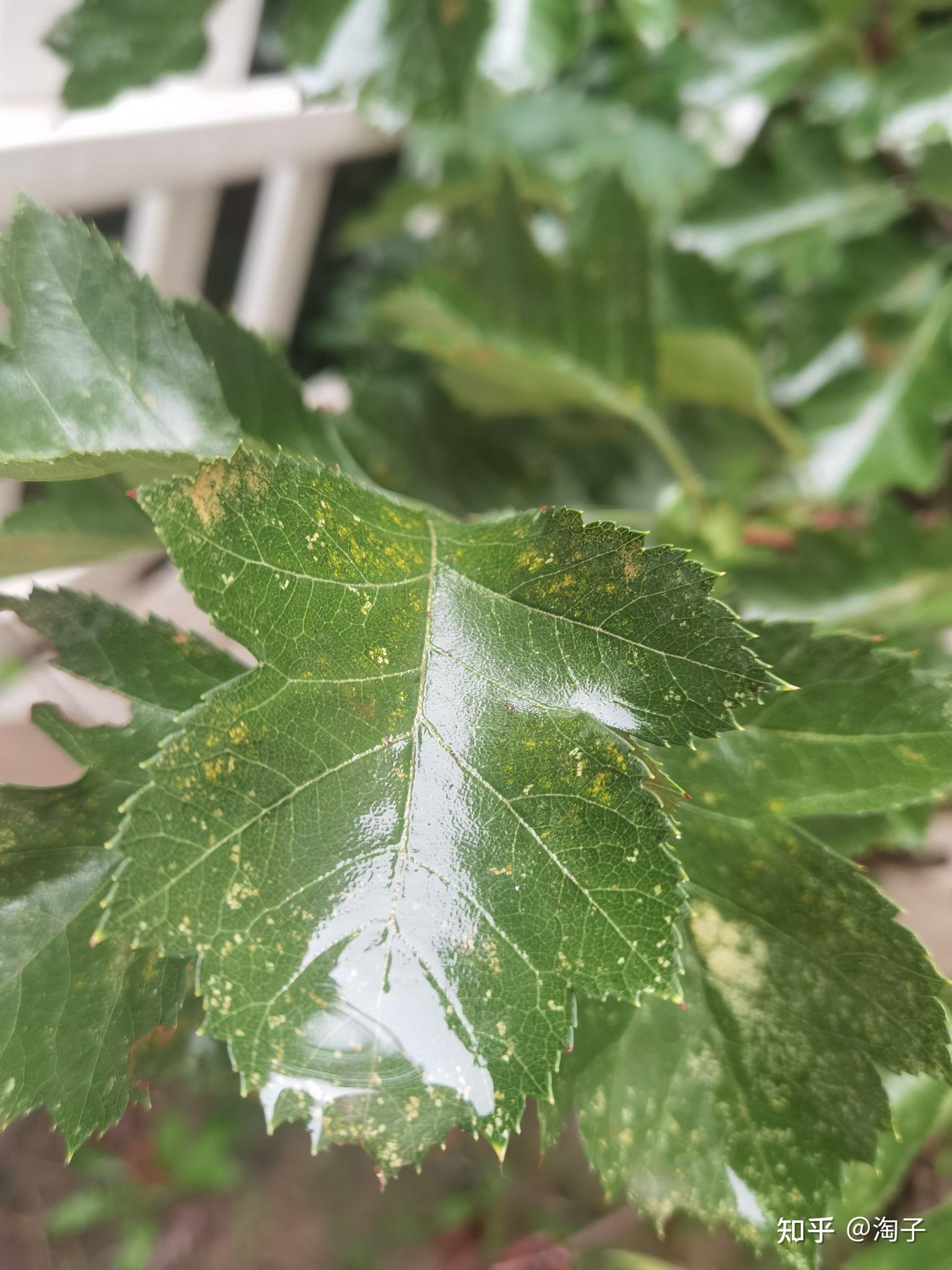 求助山楂树叶上有斑点要怎么处理