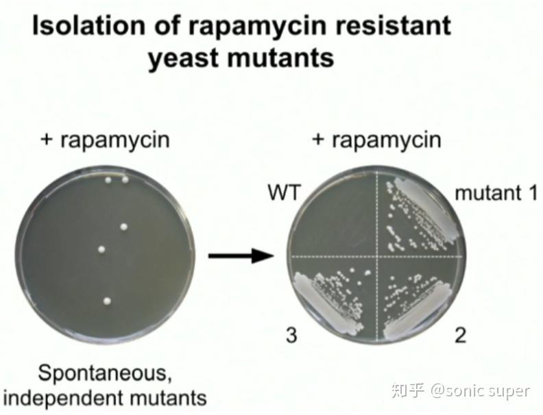 cerevisiae)這種最簡單的單細胞真核生物,來研究抗菌藥物作92於