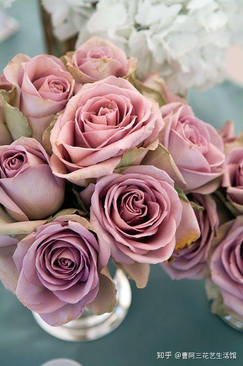 玫瑰分类之三曼妙绮丽紫玫瑰