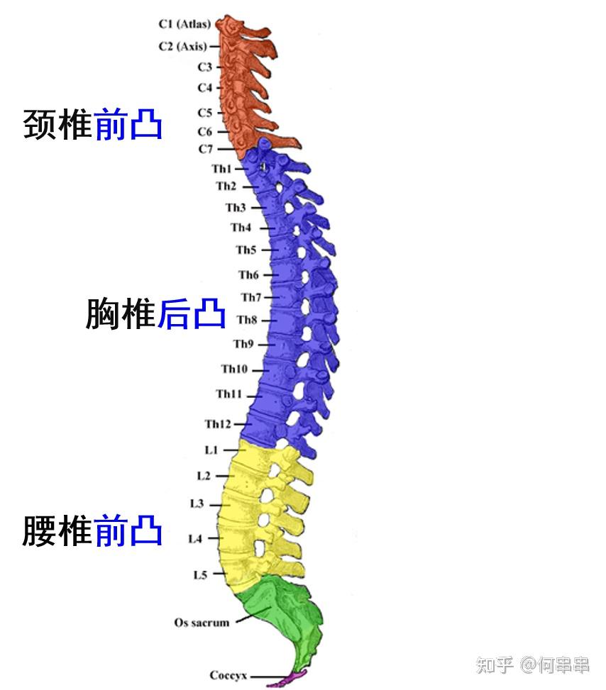 腰椎1-5的位置图片图片