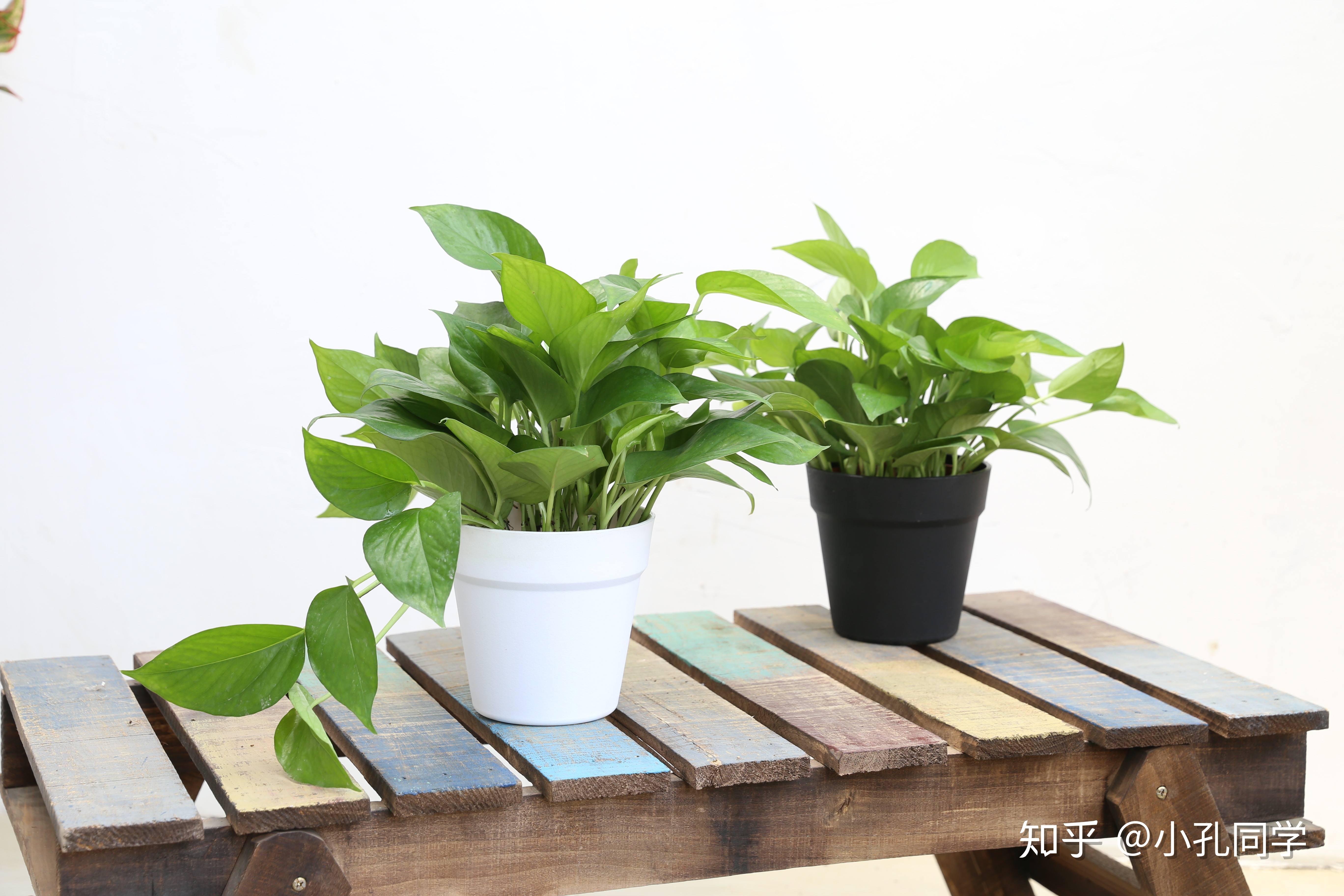 绿萝绿萝是常见的室内观叶植物,简单易养,遇水即活,有"生命之花"的