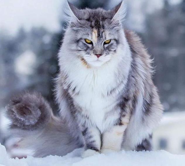 缅因猫宠物界的花臂大佬外表霸气内心软萌