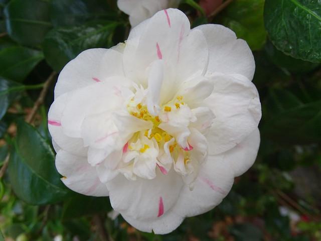 盘点白茶花的三大品种,纯白剔透!你见过么? - 知乎