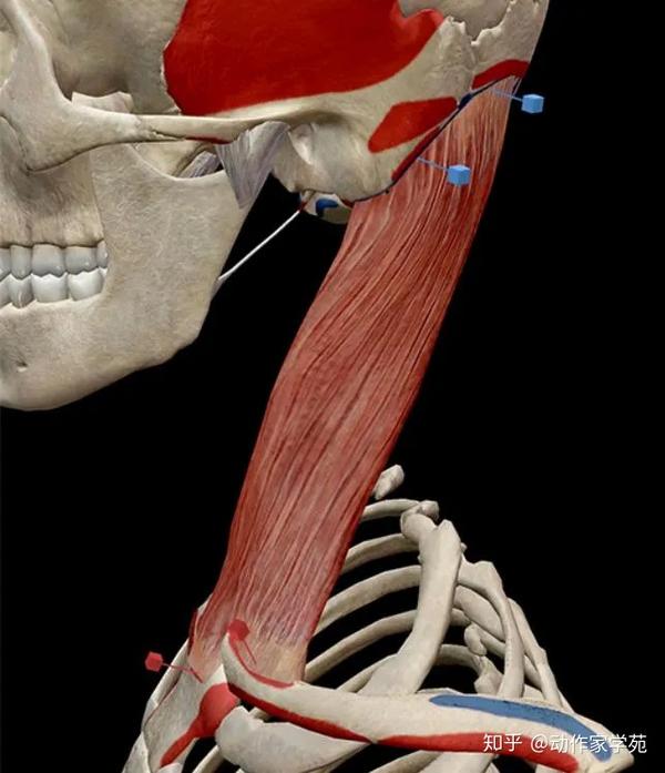 浅谈胸锁乳突肌 知乎