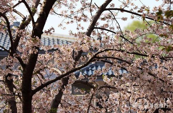 北京春季赏花宝典 对的时间和地点邂逅超美的花朵 知乎