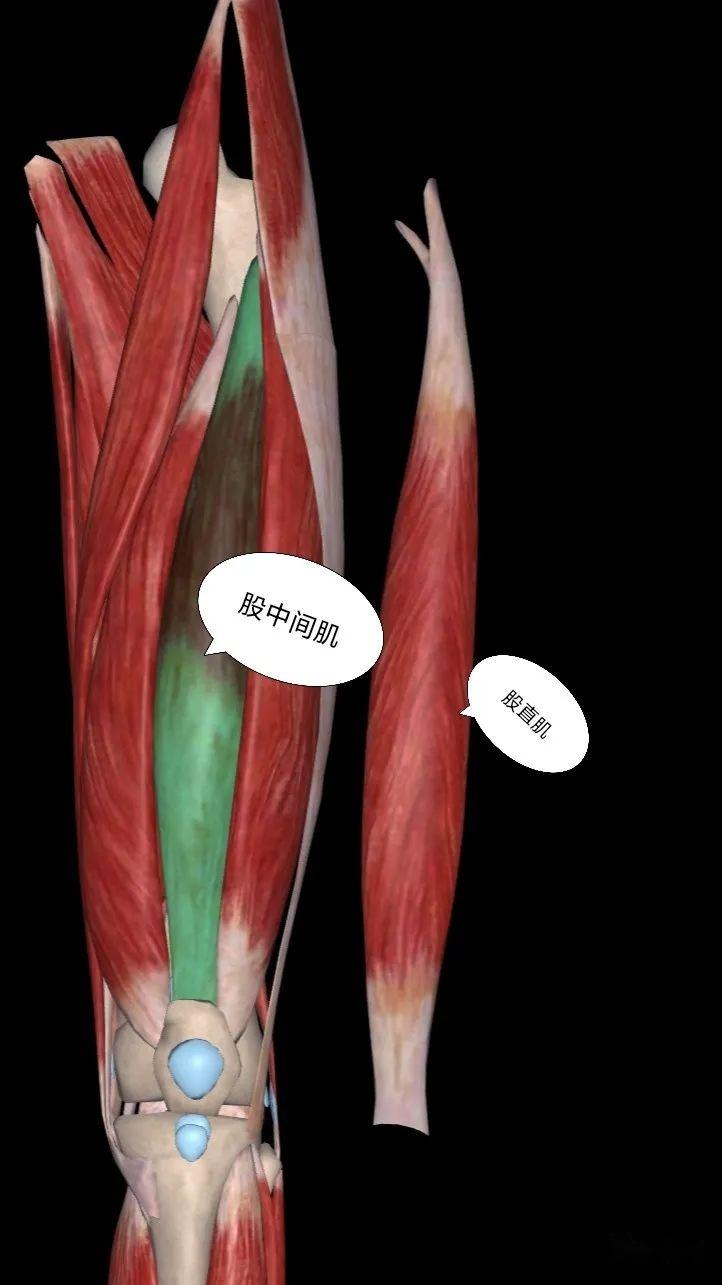 膝关节后部肌肉图片