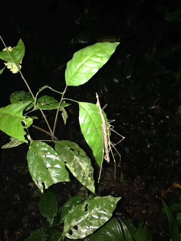 马丘比丘,亚马逊雨林,烧烤大耗子,这个国家分分钟考验