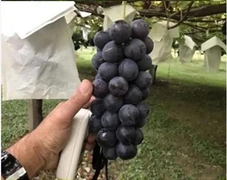 黑皇葡萄苗 黑皇葡萄苗简介 知乎