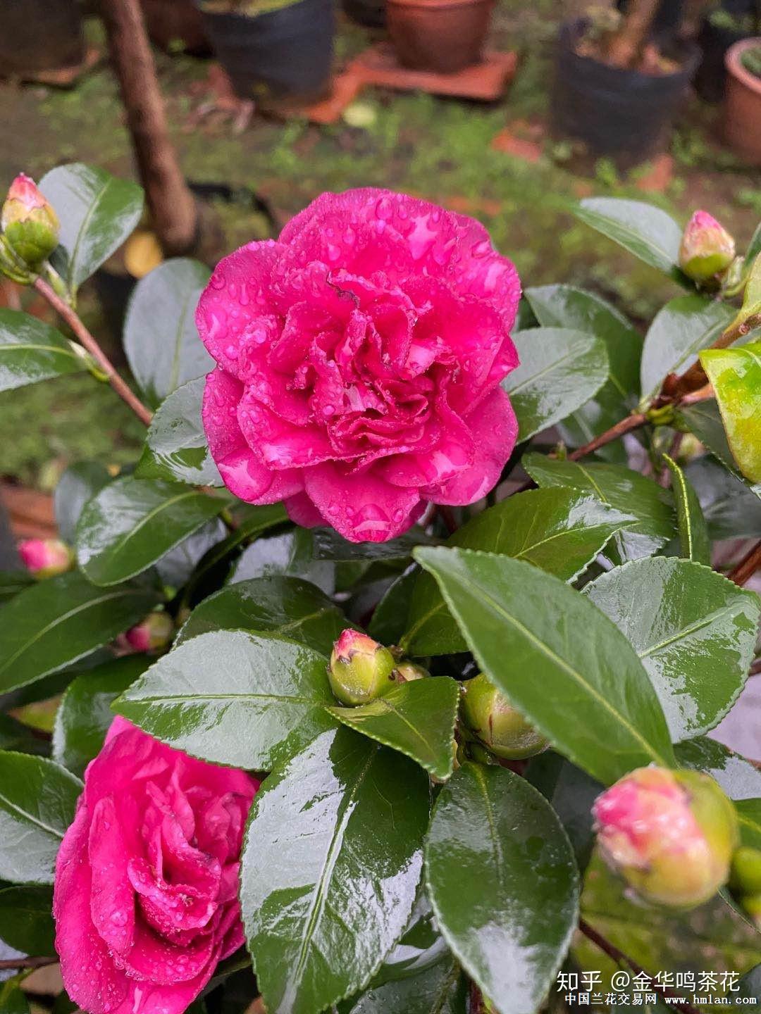 财神茶梅开花了 - 知乎