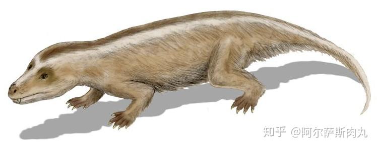 三尖齿兽繁盛于中生代侏罗纪这群又名"三椎齿兽目"的中生代哺乳类