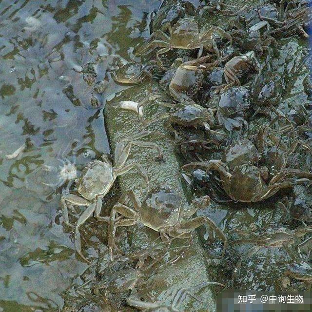 希望对大家有帮助,如发生螃蟹此类致病现象,为防止螃蟹出现急性大量