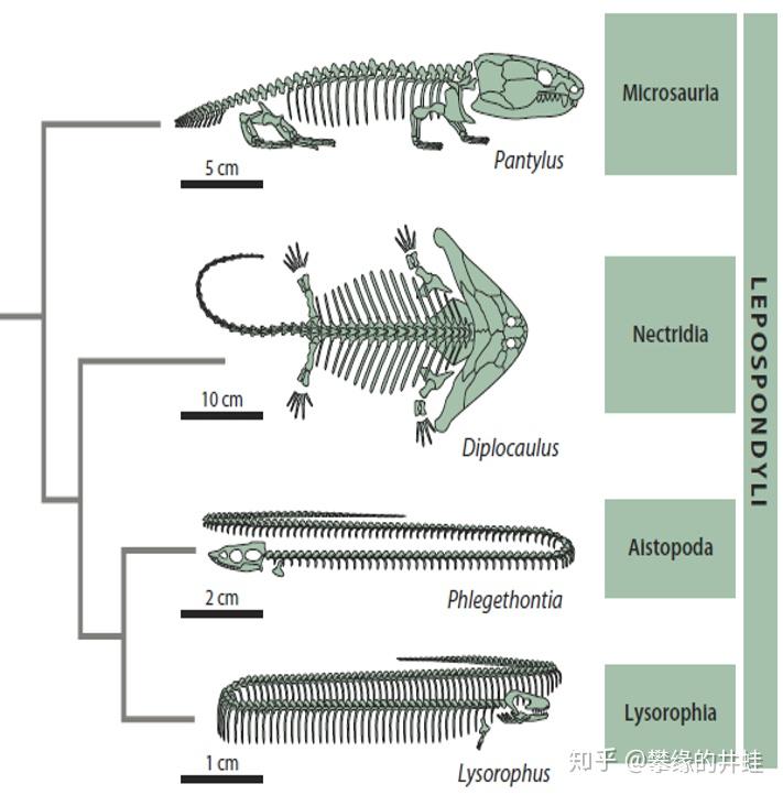 壳椎类多样性极高,但除了笠头螈外,知名度都不高.