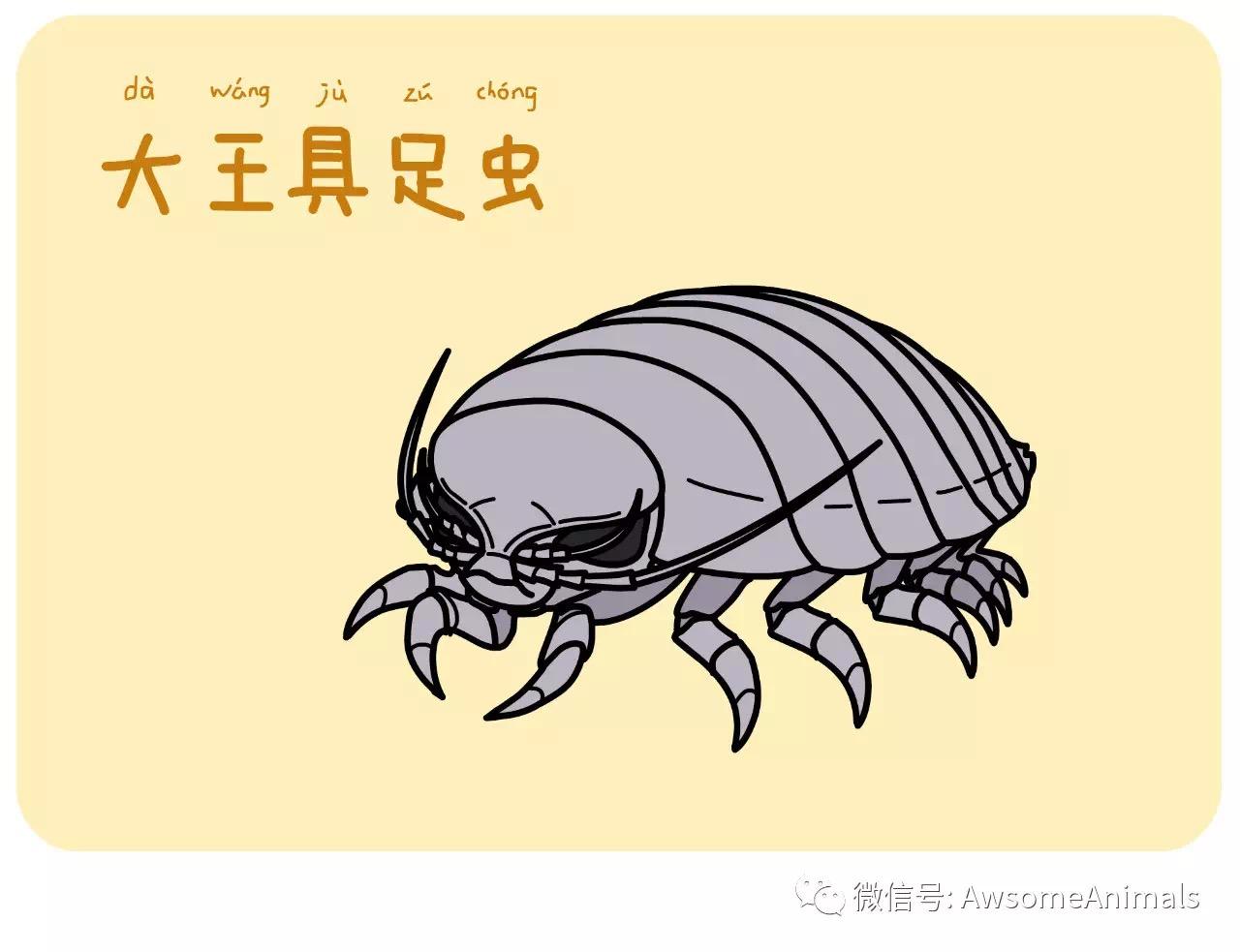 或称巨型深海虱,巨型等足虫等,是一种与虾和蟹算得上远亲的深海动物.