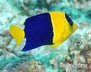 胖酷萌、挺有范儿!!超级古比鱼家族的过往、现在、将来... - 知乎