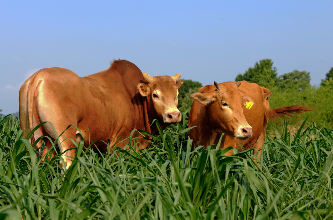 来自武陵山脉的精灵德农湘西黄牛