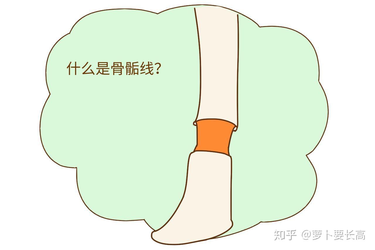 骨骼的生长发育决定于人的身高在胚胎发育阶段,骨头是骨干和骨骺的