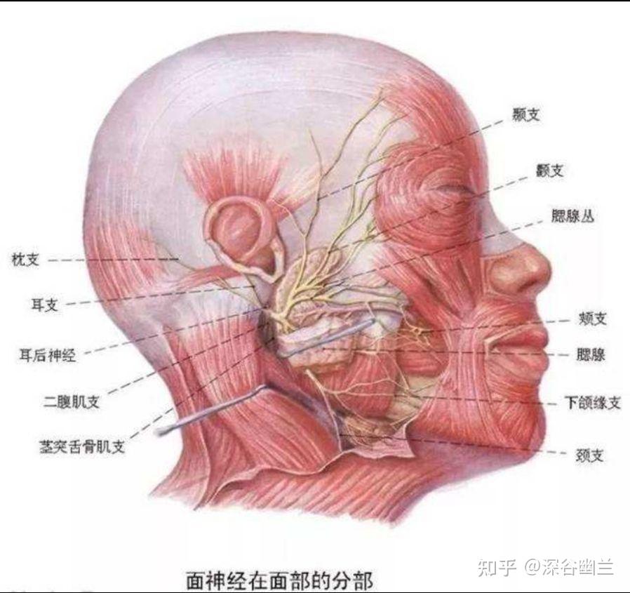 耳后动脉位置图片图片