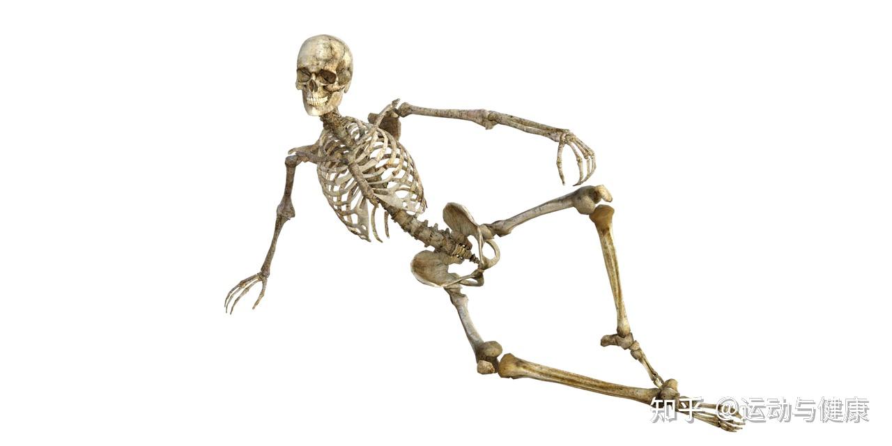 骨骼系统详细解释