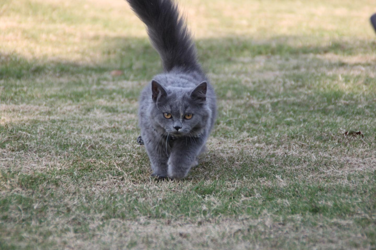 刚把小猫接回家需要做什么 知乎