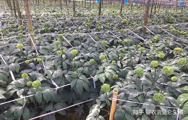 三七烂根病防治用什么肥料？三七黄叶死苗能治好吗？三七防病害用根小子 - 知乎