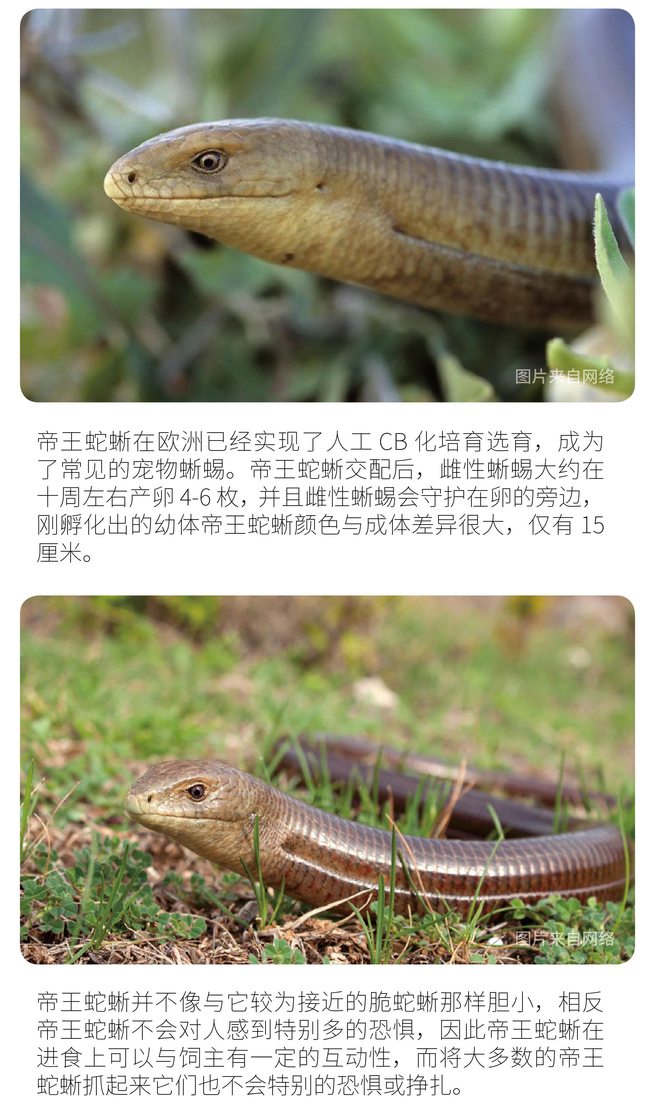 物种小谈┃帝王蛇蜥