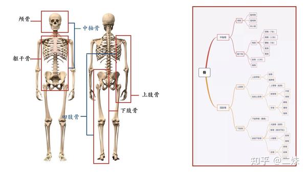 一天一点解剖学 骨骼系统 知乎