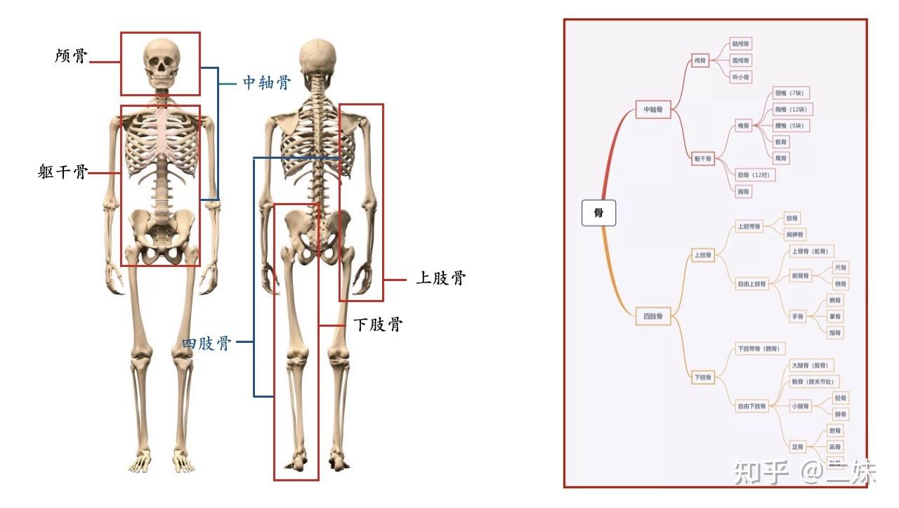 成人人体全身由206块骨骼构成,它可分为中轴骨和四肢骨两部分