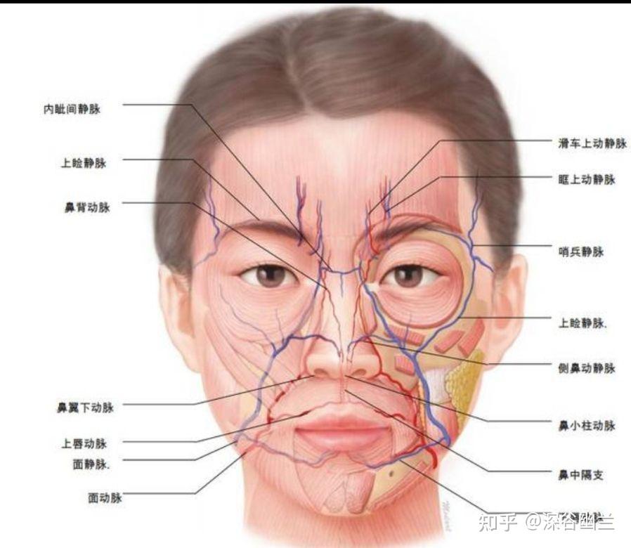 唇部神经分布图图片