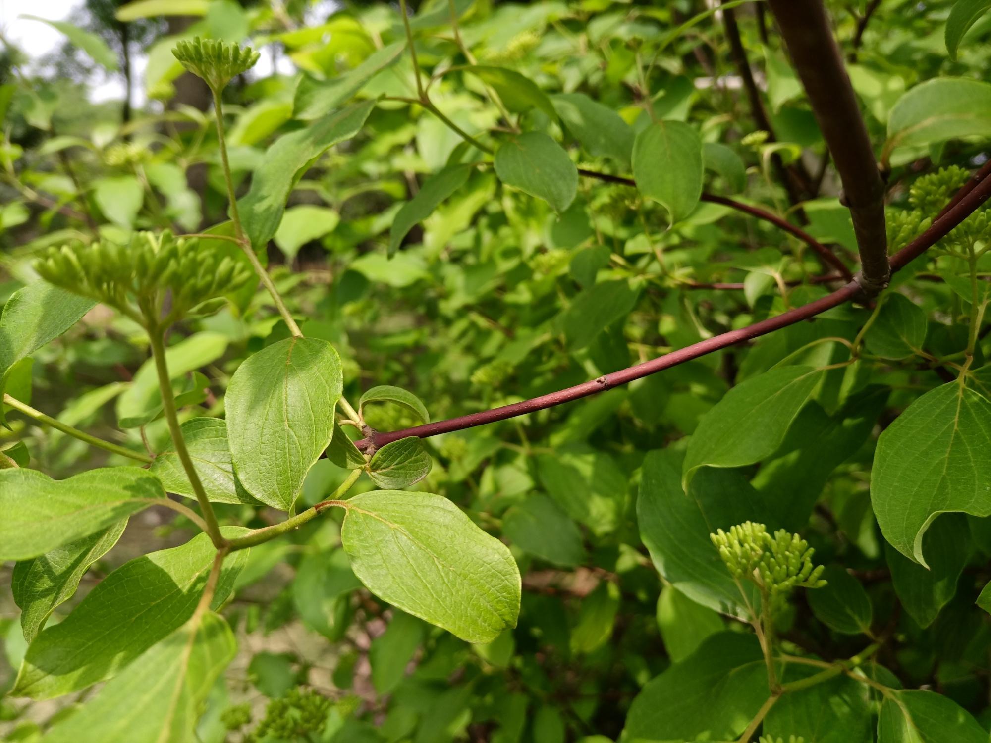 园艺植物红瑞木有什么不一样的价值吗? - 知乎