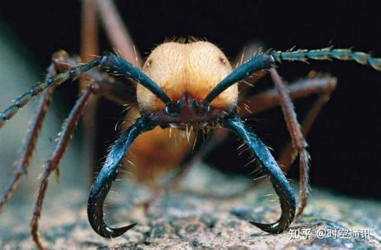 亚马逊雨林号称是人类禁区，步步惊心充满危机，真是这样吗？ - 知乎