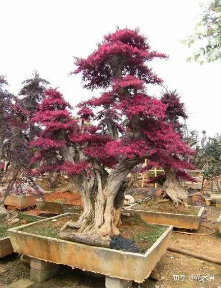 精品檵木盆景欣赏鲜红似火雪白如云