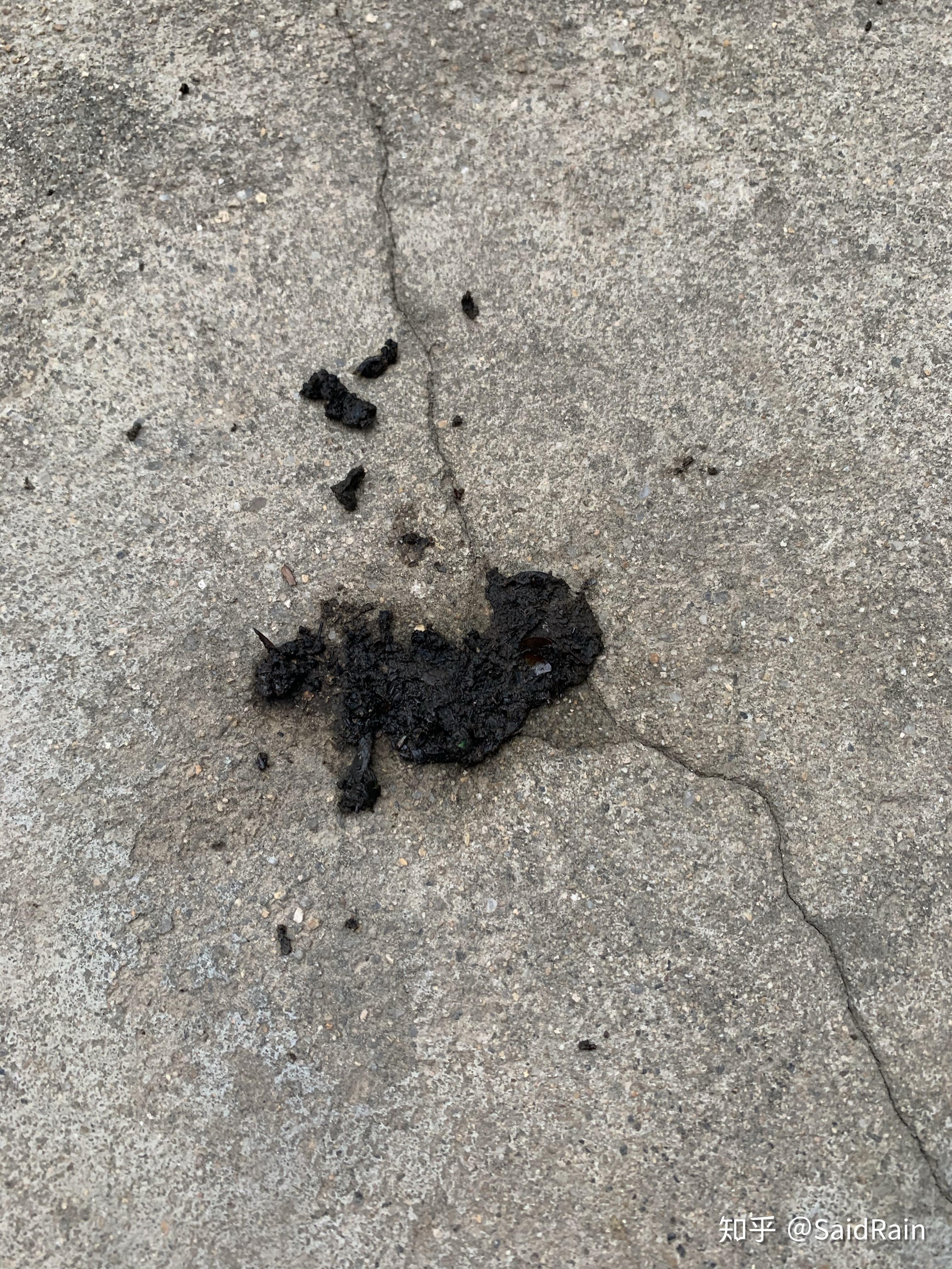 想问大神这究竟是什么动物的粪便每天都在院子里拉一堆特别恶心院子是