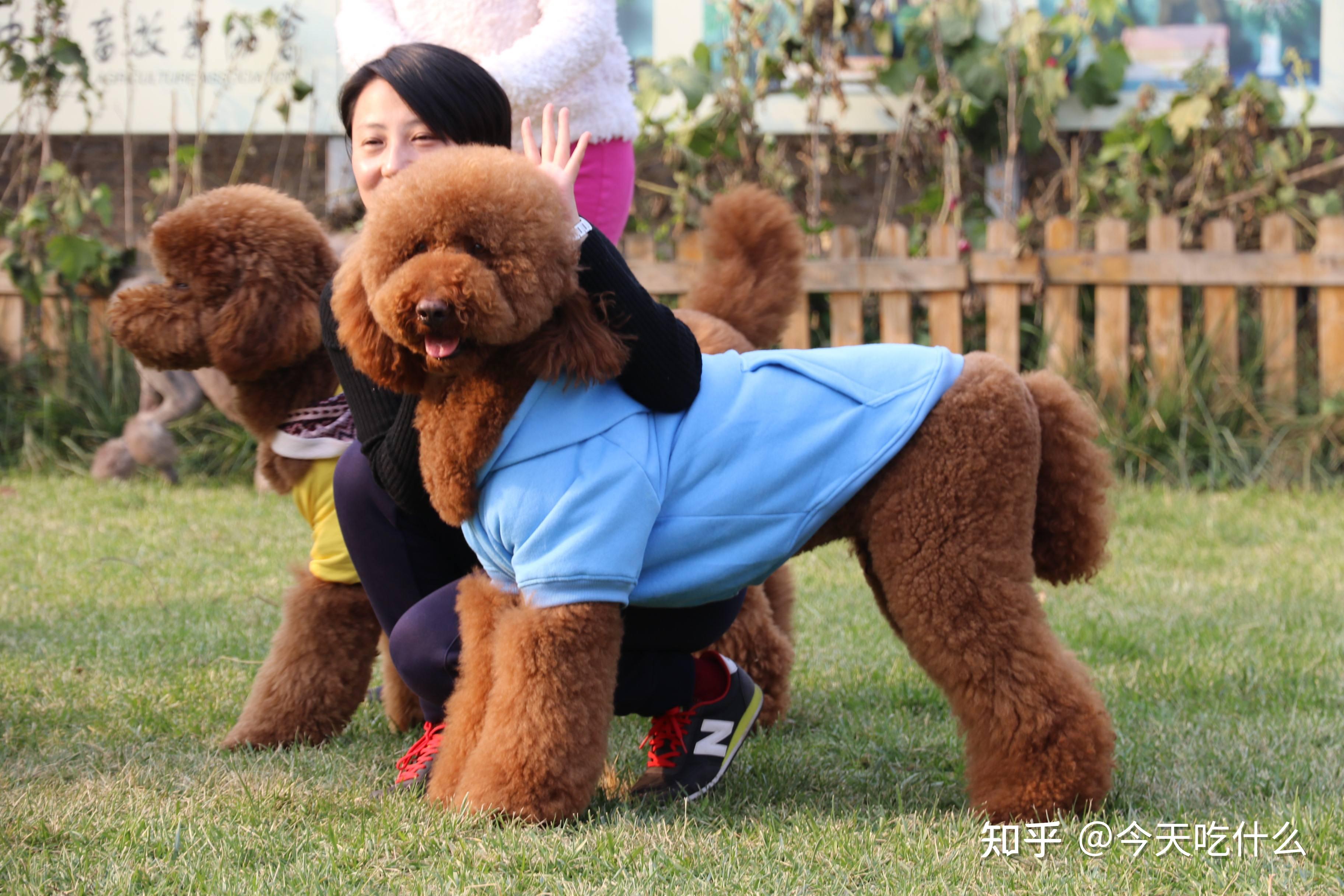 价格:3千~2万贵宾犬常见,但是巨型贵宾犬就不多见了,因为养它们需要