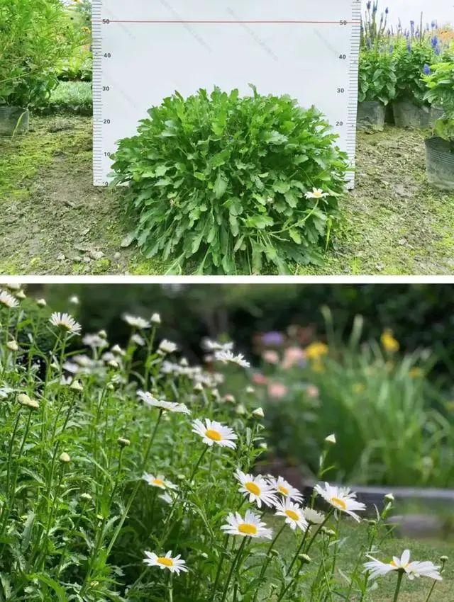 59种园林植物及应用 - 知乎