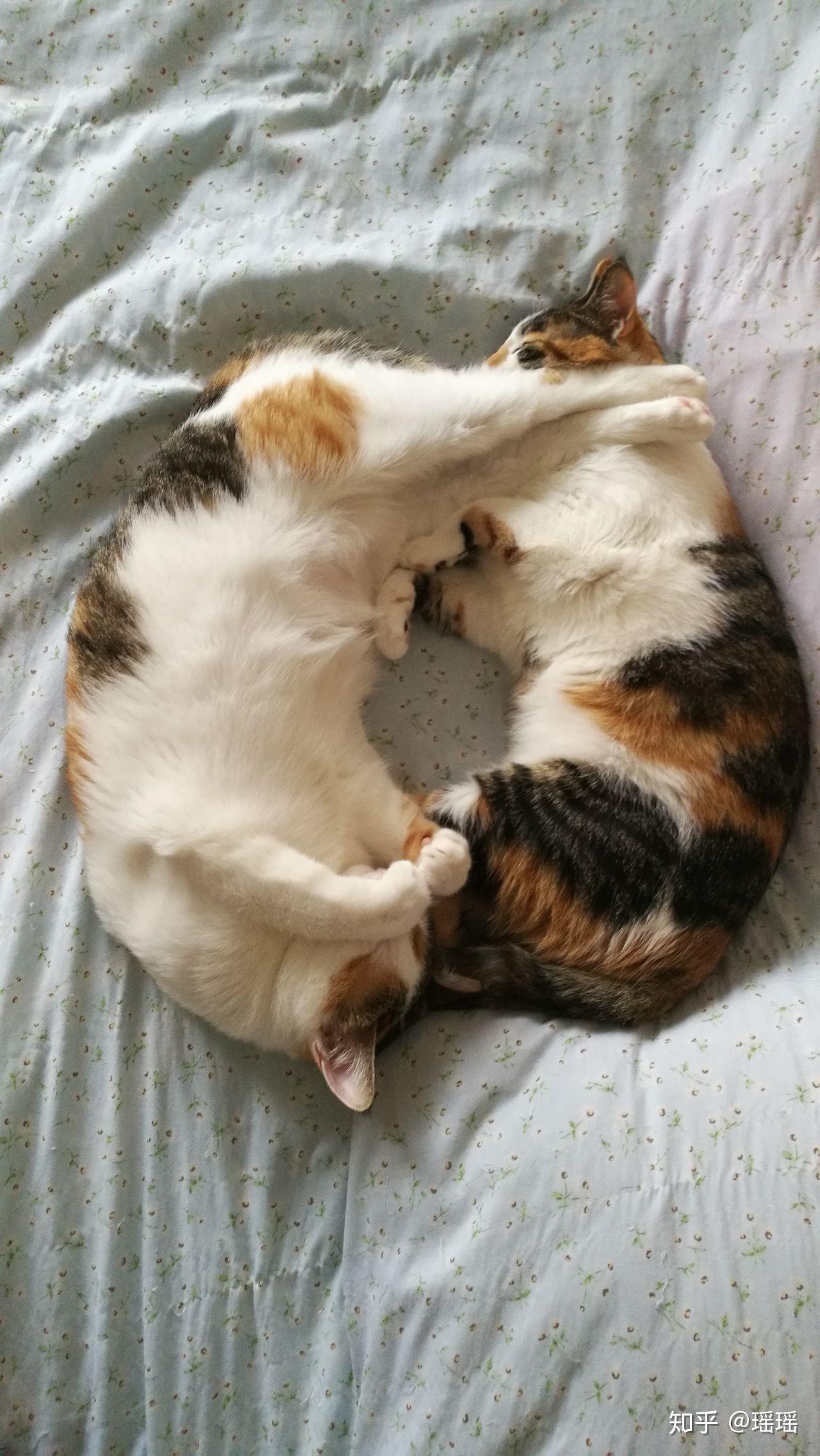 大家有可爱的猫猫抱在一起睡觉的视频或图片嘛