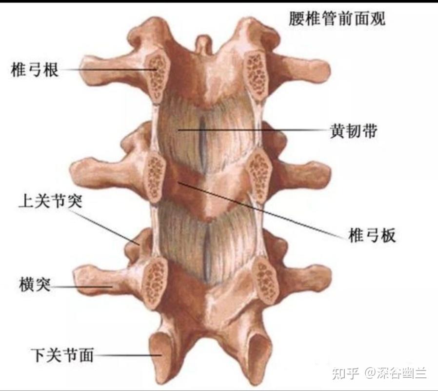 椎体终板解剖图片图片