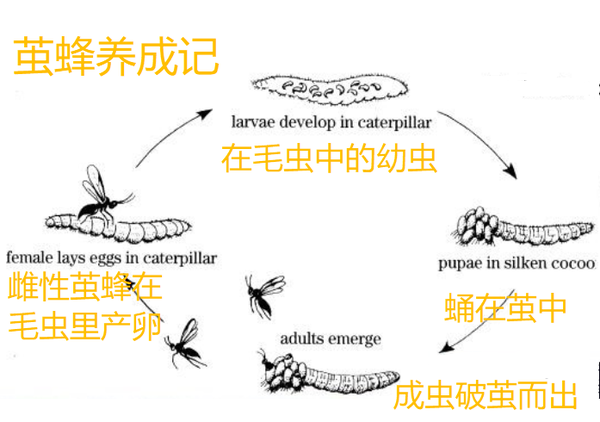 还在想怎么杀虫 自然会帮你 毛毛虫的另一个天敌能控制毛虫成为 僵尸虫 这么厉害 知乎