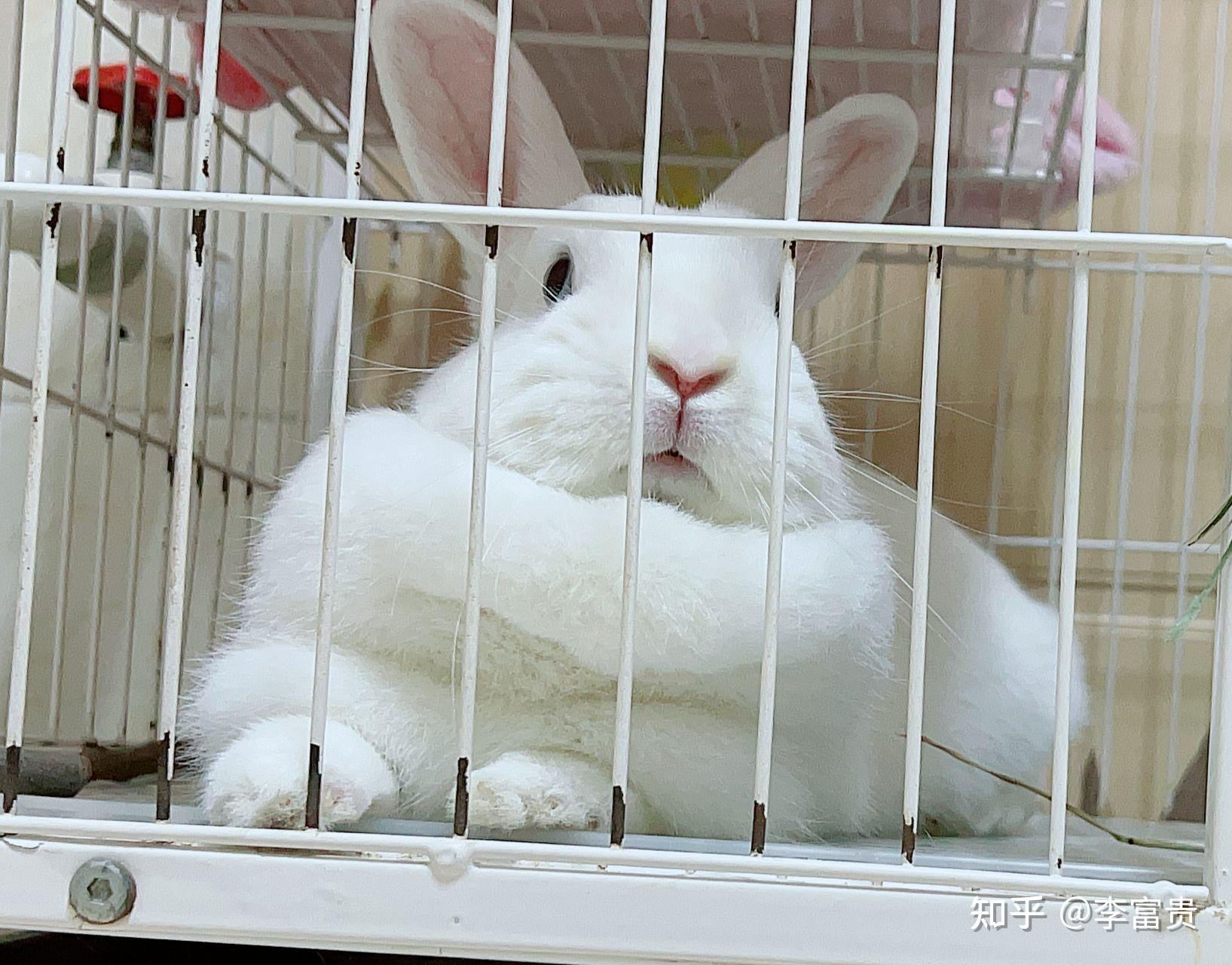 我家兔子乳房上有不明的东西