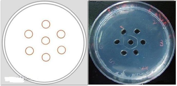 双向琼脂扩散图片