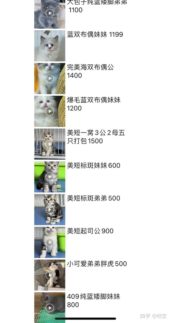 想养实惠猫咪，东北猫咪，但是又怕踩雷的可以来看看 知乎