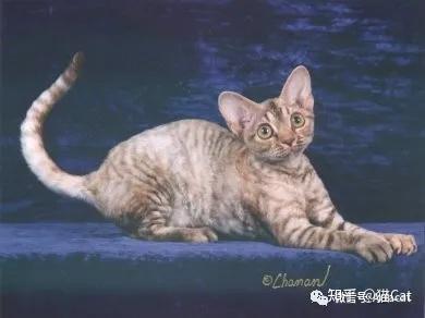 devon rex 德文卷毛猫