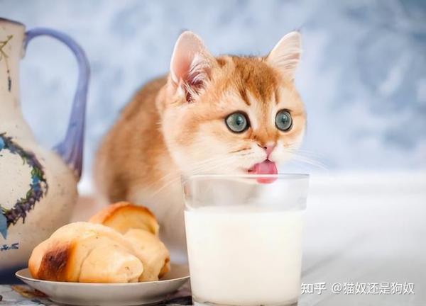 喂猫粮就能万事大吉?错了,附上改善猫咪饮食的技巧 - 知乎