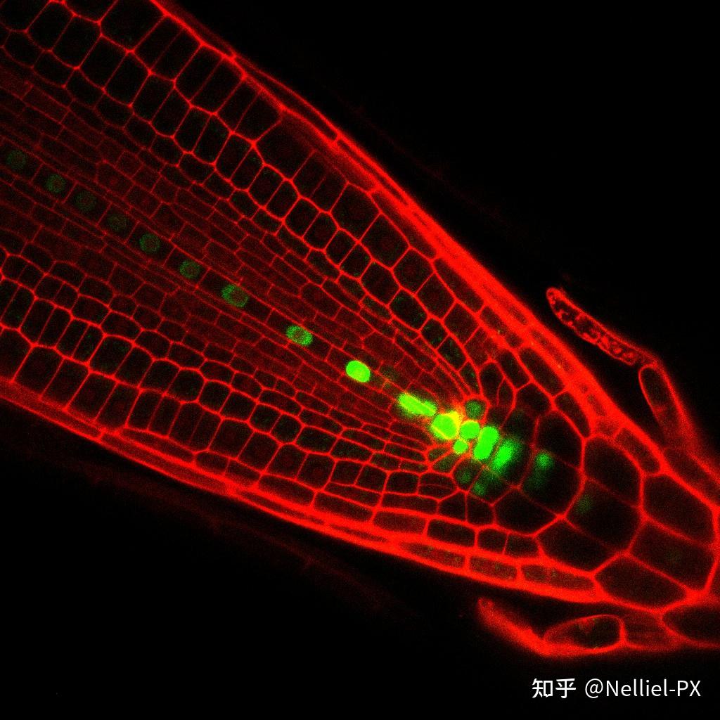 【Bio】基础生物学 - 细胞 cell_动物细胞组织的英文-CSDN博客