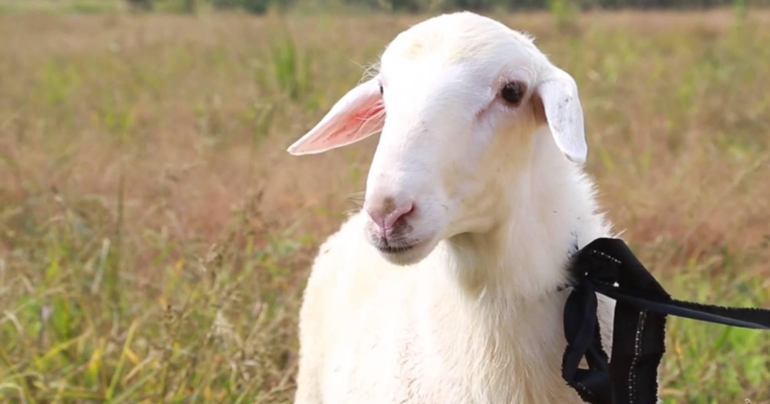 湖羊是稀有白色羔皮羊品种,这点很重要,要知道有很多品种的羊看起来卖